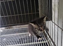 종료(자연사) 한국…